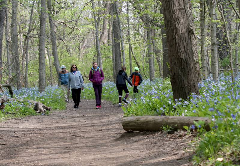 Hikers walk through a trail of Virginia bluebells along the path to Illinois Canyon on Tuesday, April 25, 2023 at Starved Rock State Park.