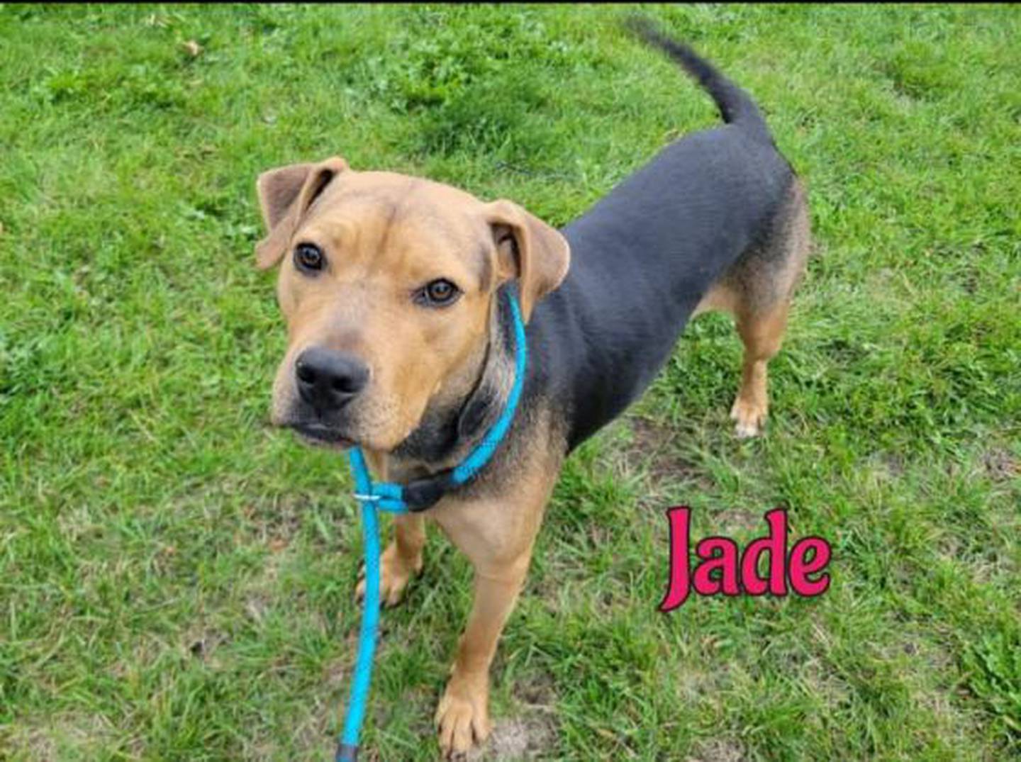 Three-year-old Jade raised her pups and now needs a forever home. She loves everyone she meets and keeps her kennel clean. To meet Jade, call Hopeful Tails Animal Rescue at 779-206-2132 or email hopefultailsadoptions@outlook.com. Visit hopefultailsanimalrescue.org.