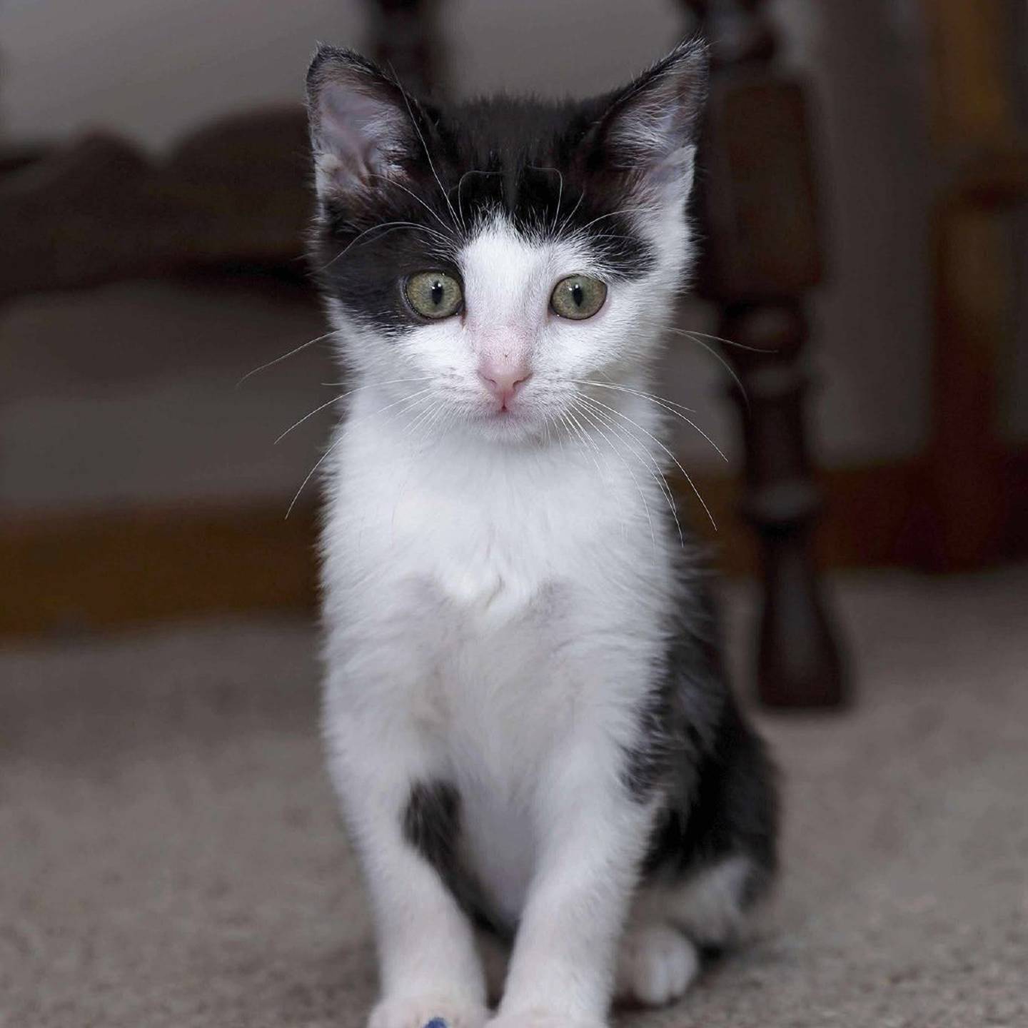 Kombucha is full of curiosity and loves wand toys, laser dots and making new friends. Independent and adventurous, Kombucha explores first, snacks later and then cuddles up for a nap. Kombucha does well with kids and other cats. Looking for a playful, social and confident kitten? Kombucha is your girl! To meet Kombucha, visit thekittysquad.com/adoptables.