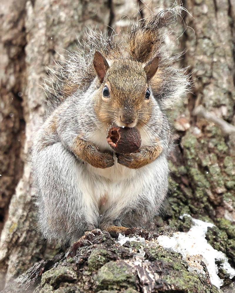 A squirrel bulks up for winter by eating some nuts as the snow falls Tuesday, Nov. 15, 2022, in County Farm Woods in DeKalb. Tuesday was the first measurable snowfall in DeKalb County this season.