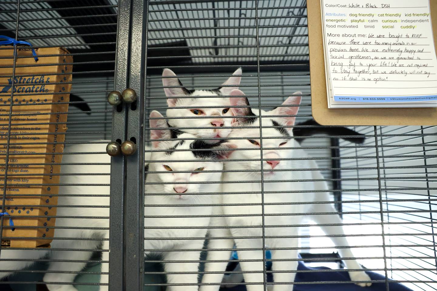 Adoptable cats, Bacon, Lettuce and Tomato, interact in their kennel at the Kankakee County Humane Foundation in St. Anne on Sept. 23, 2025.