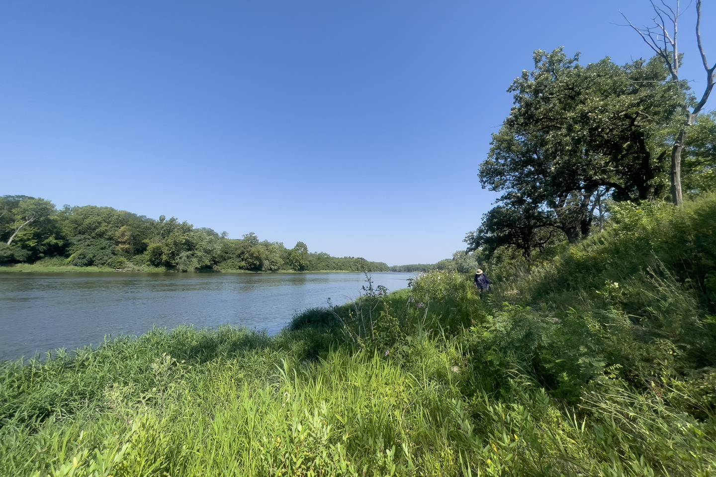 The Kankakee River flows past Langham Island near the Kankakee River State Park as volunteer Karen Horn, of Altorf, searches for invasive species during a Friends of Langham Island stewardship day on Aug. 9, 2025.
