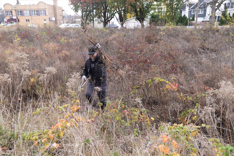 James Skakolski of Elmhurst helps clean the Keith A. Olson Prairie during the clean up day held Saturday, Nov. 16, 2024.