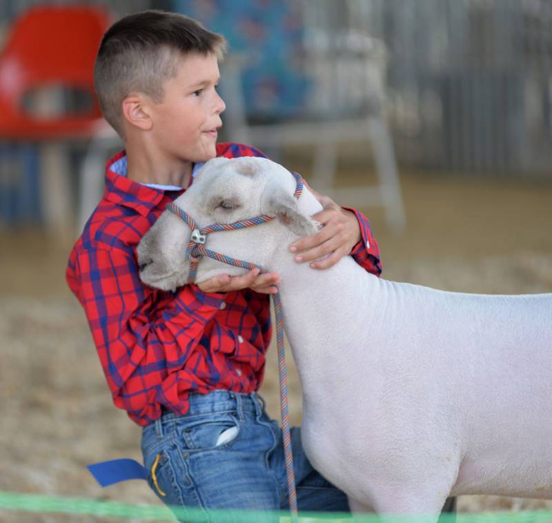 Zeke Jandski, 9, of Davis Junction, shows a sheep at the Ogle County 4-H Fair on Thursday, July 31, 2025.