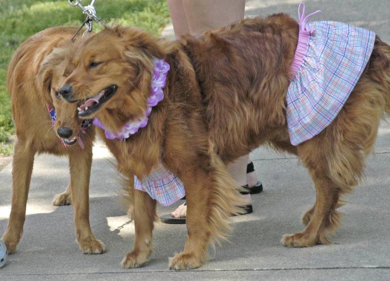 Two dogs meet up at the dog parade in Dixon on Saturday, July 5, 2025.