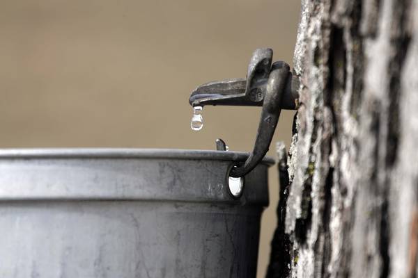 5 Things to Do: Maple Sugaring in Oswego, live comedy in Sandwich this weekend 