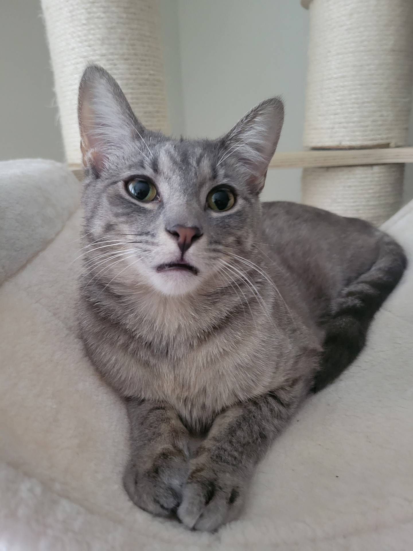Willow is a 1-year-old gray tabby. She is playful, curious and loving. She loves to run around and play but also relax and cuddle. She enjoys playing with other kitties, too. She loves attention and wants to be friends with every person and kitty she meets. To meet Willow, visit ForgetMeNotRescue.com/adoptables.