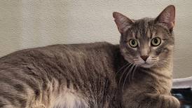 This young cat knows ‘The Power of Love’ 