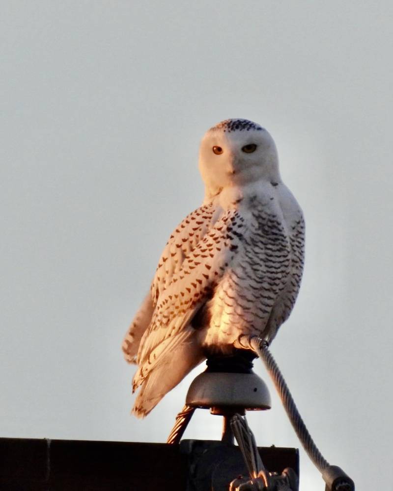 The snowy owl visiting McHenry has been accommodating for photographers, including when Jeff Aufmann took these just after sunrise on Sunday, Dec. 8, 2024. Aufmann is with the McHenry County Audubon Society.