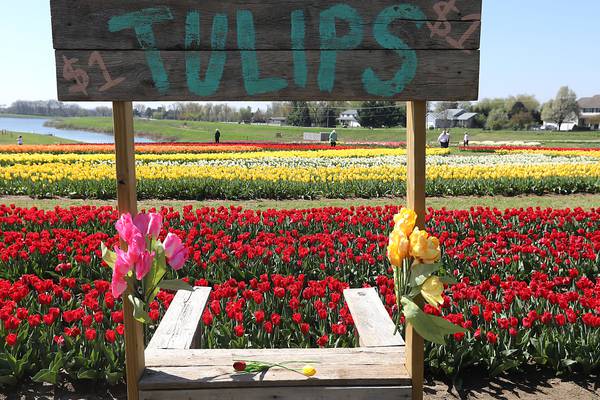 1M flowers in bloom at Richardson Farm for Tulip Fest