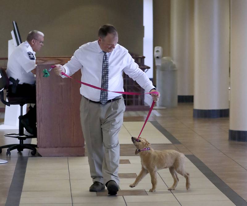 Honey plays with Dan Wallis, the McHenry County Trial Court Administrator, walks he walks the new support and comfort golden retriever around the McHenry County Courthouse on Wednesday, September 11, 2024, in Woodstock. Currently, the puppy is in the socializing stage of her training.