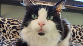 Affectionate older cat looks for home all to herself