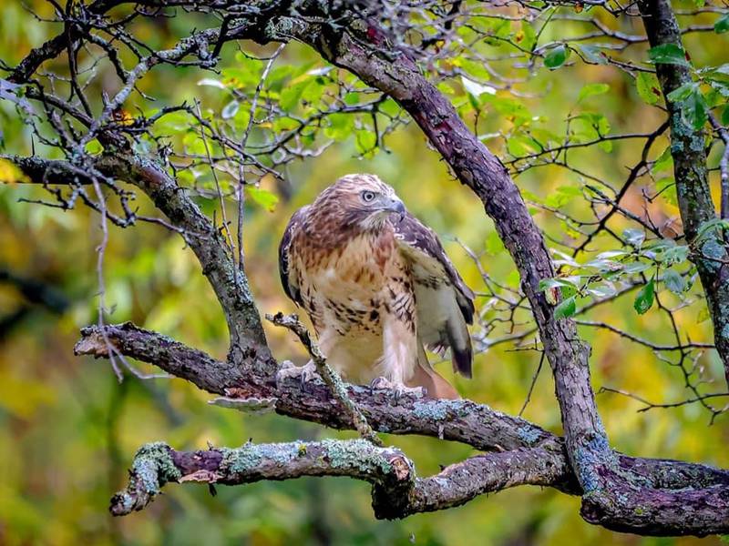 Icarus the red-tailed hawk, rendered flightless and nearly featherless by a landfill flame, today is fully recovered and flying free.