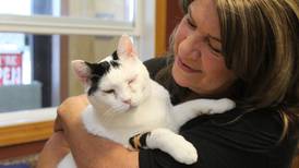 Crystal Lake shelter steps up to rescue 40 cats from hoarding house