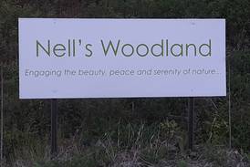Nell’s Woodland accepting artist mentorship program applications