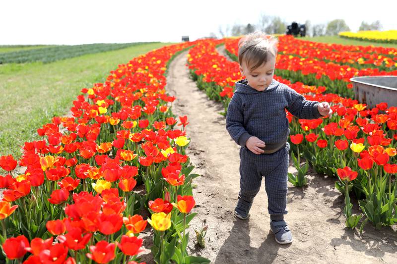 Leo Bondavalli, 2, of Downers Grove walks among the flowers during the Midwest Tulip Festival at Kuipers Family Farm in Maple Park on Friday, April 28, 2023.