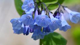 Unwind on an evening wildflowers hike at O’Hara Woods in Romeoville