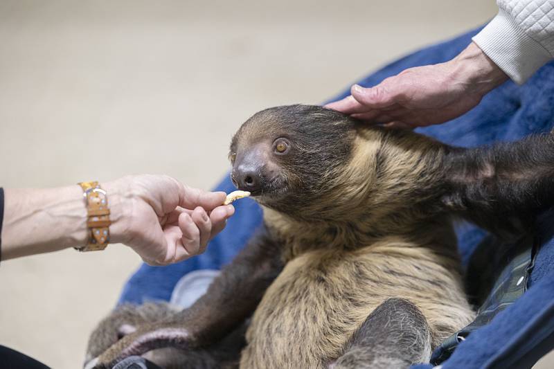 Rico the Sloth was star of the show Saturday, Feb. 7, 2026, while visiting Rock Falls Tourism’s Flock to the Rock. Rico was there with owners Dan and Sharon Peterson from their animal education business Incredible Bats.