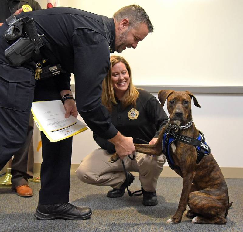 Sadie shakes hands with Kane County Sheriff Ron Hain after being sworn in Monday morning as a new therapy dog. Sadie will be teamed with detective Deanna Velazquez, pictured, a special investigator who works on cases involving sex crimes against children.