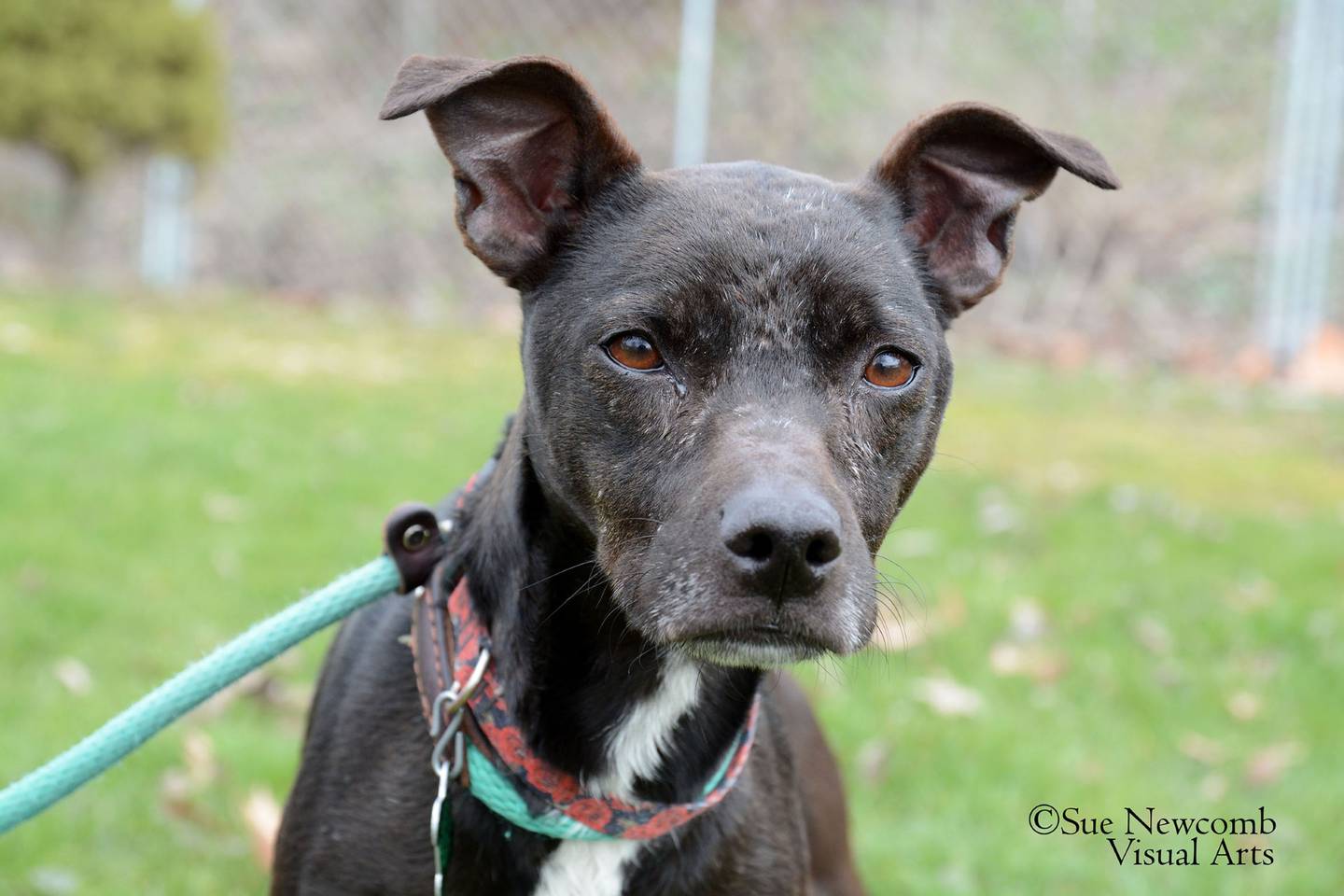 Jacy is a sweet 6-year-old pit mix who was adopted out by the Will County Humane Society as a puppy. After being found multiple times as a stray, her family decided they could no longer take care of her. Jacy must be supervised outside as she gets nervous when she can’t see her people, and she will climb fences. Contact the Will County Humane Society at willcountyhumane.com and follow the instructions for the adoption process.