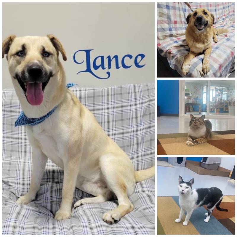 The Morris Herald-News presents this week’s Pets of the Week.