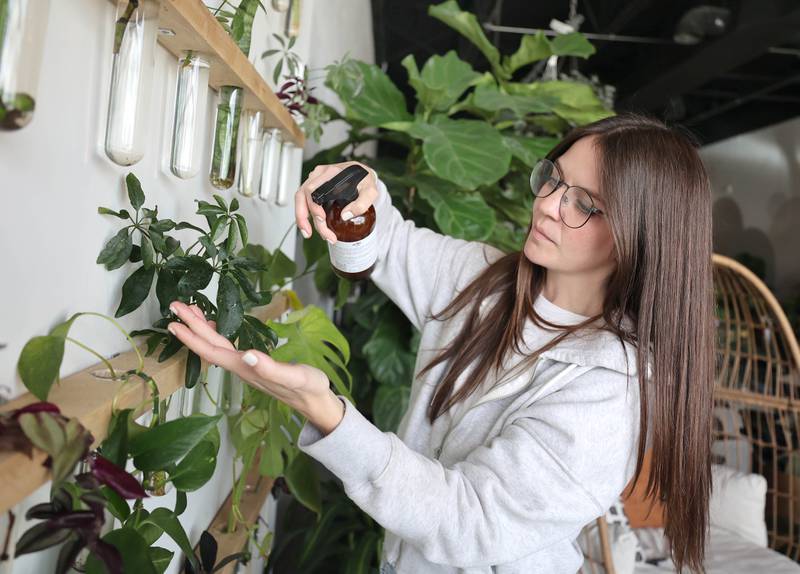 Kailey Rorer, owner of The Greenhouse, 265 W. Peace Road in Sycamore, sprays the cuttings on the propagation wall Tuesday, April 19, 2022, at the store. The Greenhouse will celebrate its grand opening on Saturday, April 23. The store will sell houseplants, plant stands, pots, and other giftable items. The Greenhouse is owned by Kailey and Troy Rorer of Sycamore. Business hours are 10 a.m. to 5 p.m. Wednesdays through Fridays, 10 a.m. to 4 p.m. Saturdays and 10 a.m. to 2 p.m. Sundays.