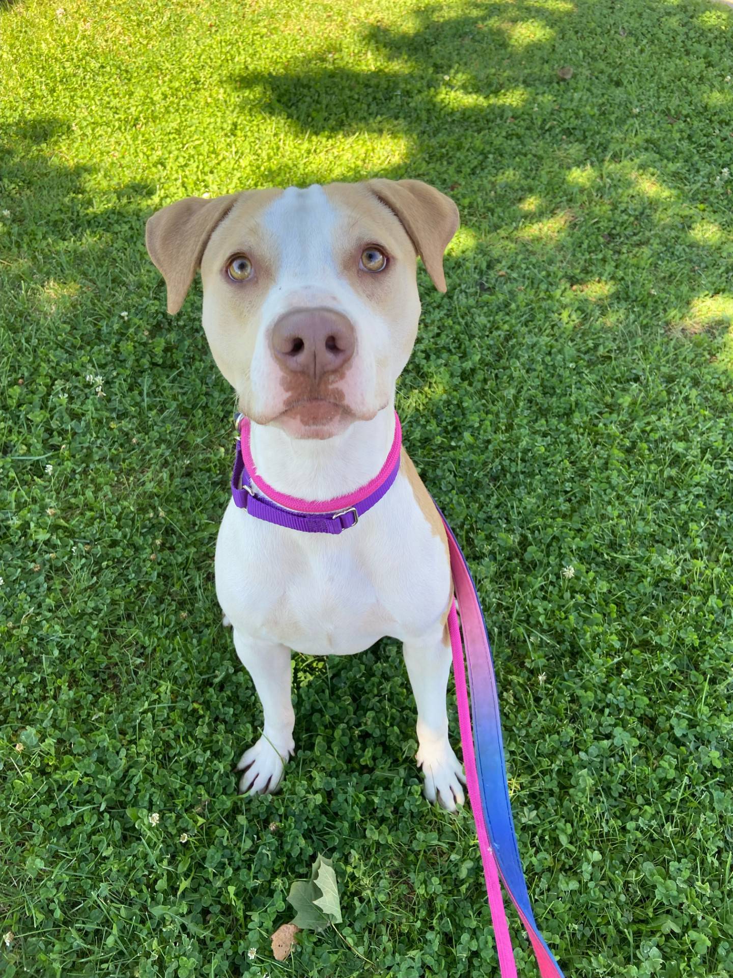 Eighteen-month-old George was rescued from a local animal control and – at 55 pounds – is the perfect medium size for a family dog. George can be a little timid, but his sweet and gentle personality shines after he warms up. He walks well on a leash and does well with cats, dogs and kids. To meet George, email dogadoption@nawsus.org. Visit nawsus.org.