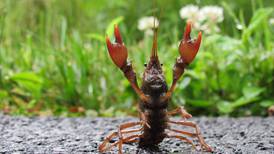 ‘Ham’ of a crayfish helps New Lenox photographer win monthly contest