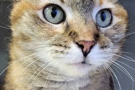 Sweet older cat looking for family as special as she is