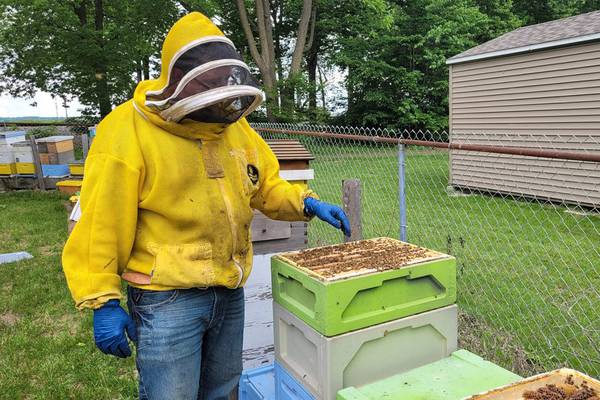 Illinois beekeepers battle losses, costs to keep hives buzzing
