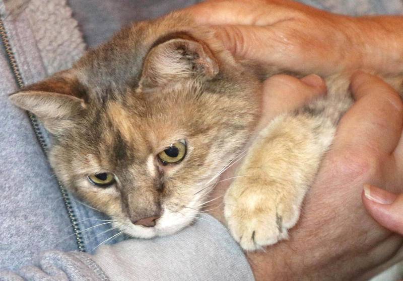 St. Albans Green couple reunited with beloved cat after fearing her