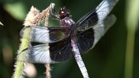 Down the Garden Path: Fall Insect Migration