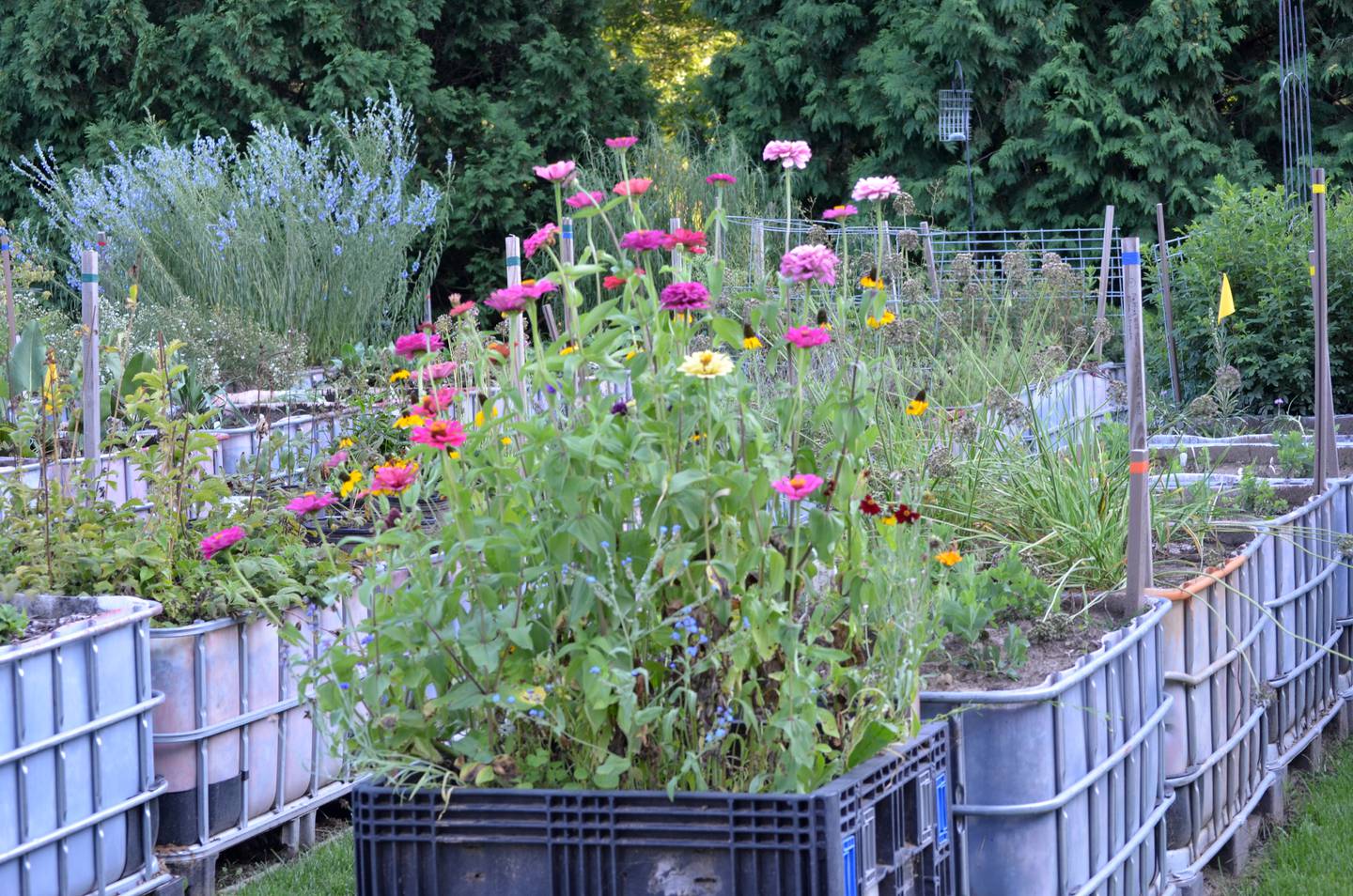 Container gardens full of native plants are one aspect of the prairie nursery in Fulton. The Whiteside County Soil and Water Conservation Education Fund is working to bring an education center to Fulton to promote research, education, and inspiration regarding the importance of conservation and restoration of the environment.