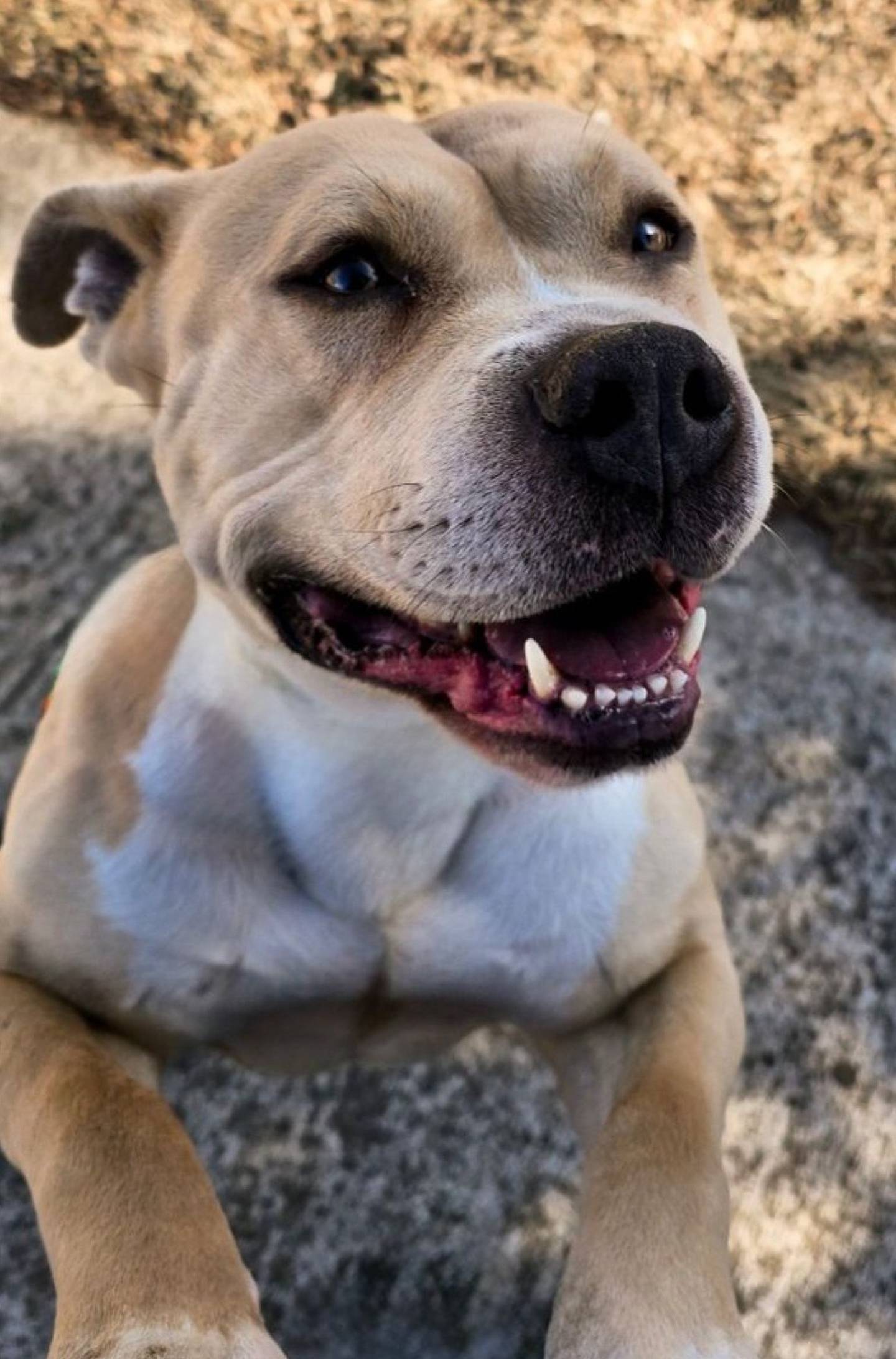 Simba is a sweet, strong, enthusiastic 1-year-old terrier mix weighing approximately 55 pounds, who came to the rescue as a stray. Simba loves walks and playing with toys. He needs a yard to explore, a comfy couch for naps and a home where children are ages 10 or older. He lights up around humans and is happiest when he’s soaking up attention, pets, and quality time with people he loves. Simba needs to be the only pet. To meet Simba, mail Dogadoption@nawsus.org. Visit nawsus.org.