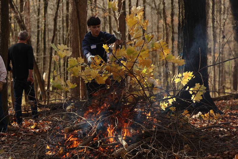 Christian Ugalde puts a branch onto the burn pile at the nature preservation event to restore light to the woodland floor in Pilcher Park on Sunday, Nov. 10, 2024 in Joliet.