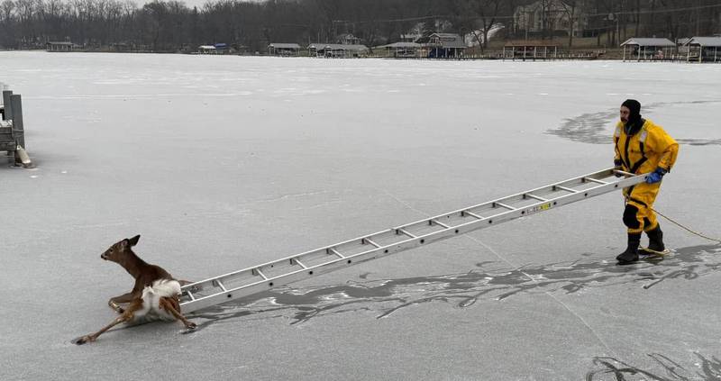 An Algonquin-Lake in the Hills Fire Protection District firefighter encouraged a deer off of the Fox River the morning of Friday, Jan. 10, 2025, near the 1600 block of Harrison Street in Algonquin.