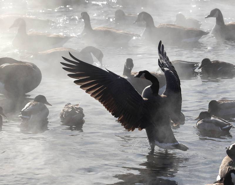Canada geese seek refuge from the cold as steam rises from the warmer water Friday, Jan. 23, 2026, in the Kishwaukee River near Hopkins Park in DeKalb. Temperatures fell to well below zero degrees Friday, one of the coldest days of the year.