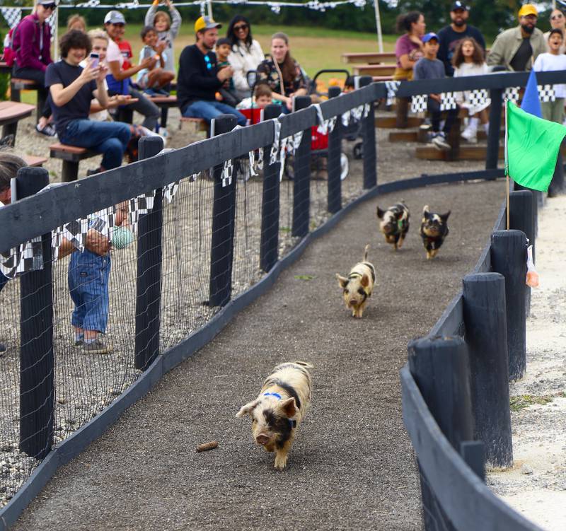 Attendees of the pig races watch a heat at Kuiper’s Pumpkin Farm and Apple Orchard in Maple Park on Saturday, Sept. 24, 2022.