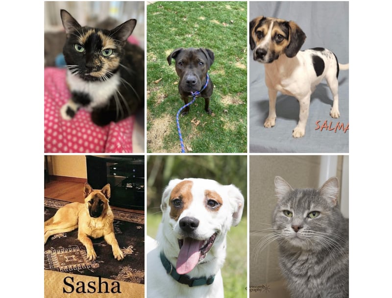 The Herald-News presents this week’s Pets of the Week. Read the description of each pet to find out about that pet, including where he or she can be adopted.