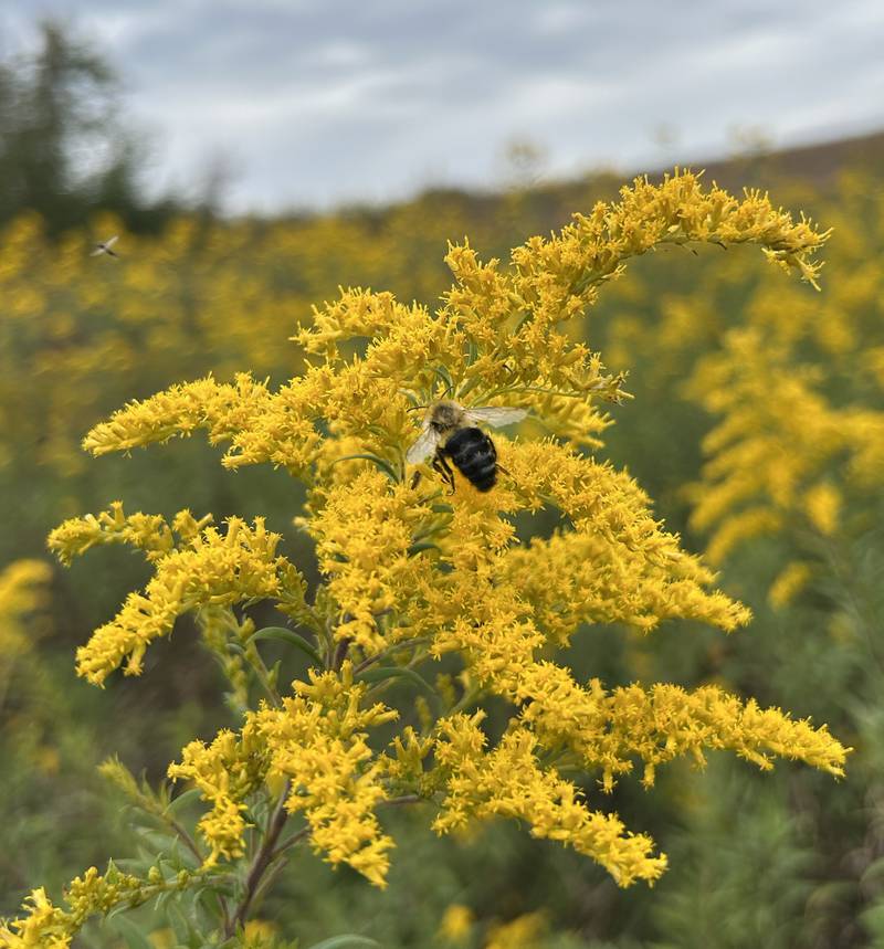 A bee sits on showy goldenrood at the Nachusa Grasslands on Saturday, Sept. 20, 2025 during the annual Autumn on the Prairie event.