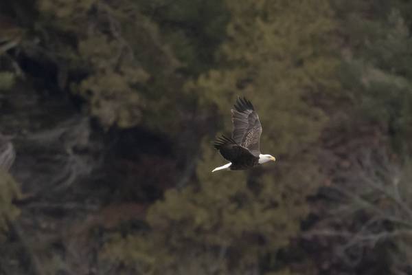 Eagle Watch Weekend returns to Starved Rock Country