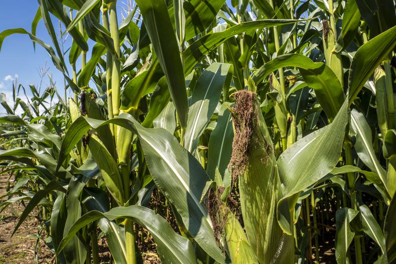 Corn grows on Goldpetal Farms in Chaptico, Maryland.