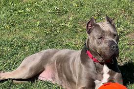 Easygoing, loving dog seeks forever family