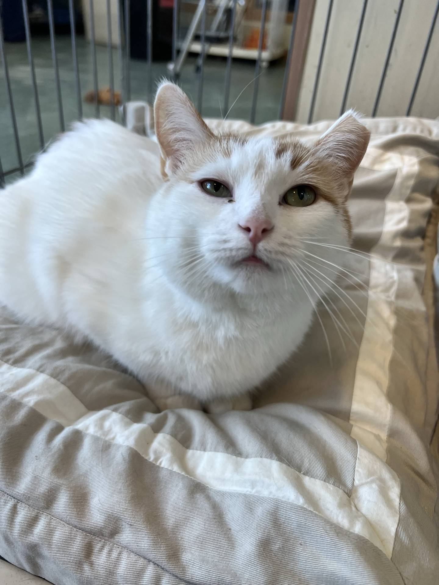 Cardelini is a 4-year-old orange and white domestic shorthair that was rescued from a local animal control. She is calm, quiet and friendly. She’s curious and loves to sit and observe the activity around her, but she always gently greets visitors that pay attention to her. She likes gentle pets and will make a wonderful companion cat. To meet Cardelini, email Catadoptions@nawsus.org. Visit nawsus.org.