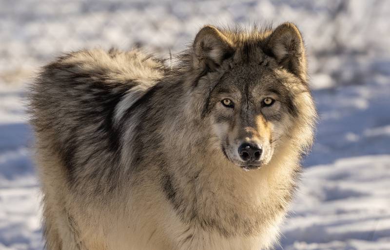 Amow, is a North American gray wolf at belongs to Big Run Wolf Ranch in Lockport. Amrow will appear at the Forest Preserve District of Will County's Mammal Madness event on March 1 in Channahon.