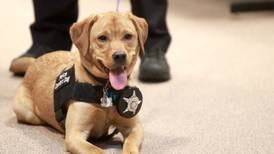 Photos: Comfort dog sworn in to Batavia Police Department