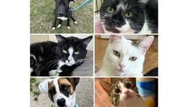 Will County Pets of the Week: April 21, 2025