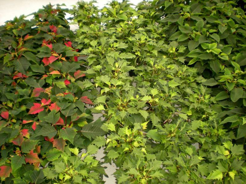 Poinsettias bracts begin turning colors, like red, due to shorter amounts of sunlight.