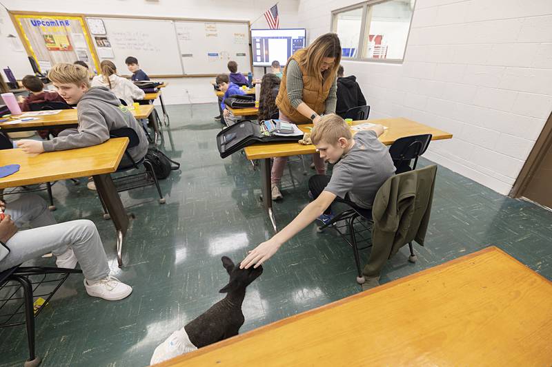 A student reaches out to touch the class pet, a young sheep Thursday, Jan. 15, 2026, at AFC High School.