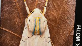 Lake Villa District Library to host ‘The Serendipity of Bugs’